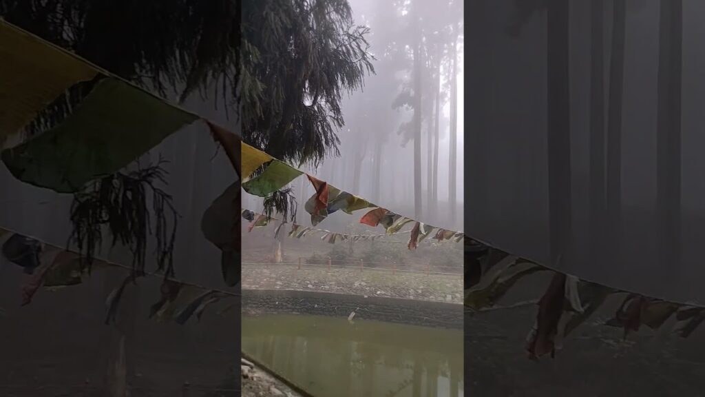 Finding beauty in the fog, embracing the mystery. #travel #blog #nature #beauty#subscribe#like#share